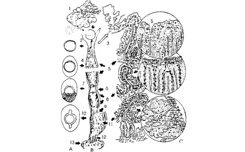 cau-truc-va-vi-tri-sinh-duc-ga-mai